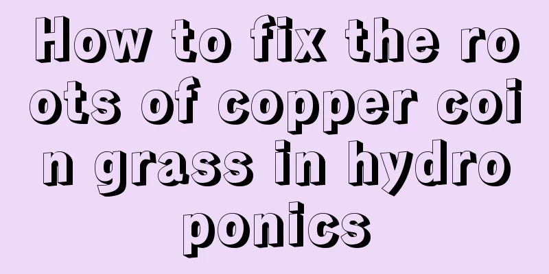 How to fix the roots of copper coin grass in hydroponics