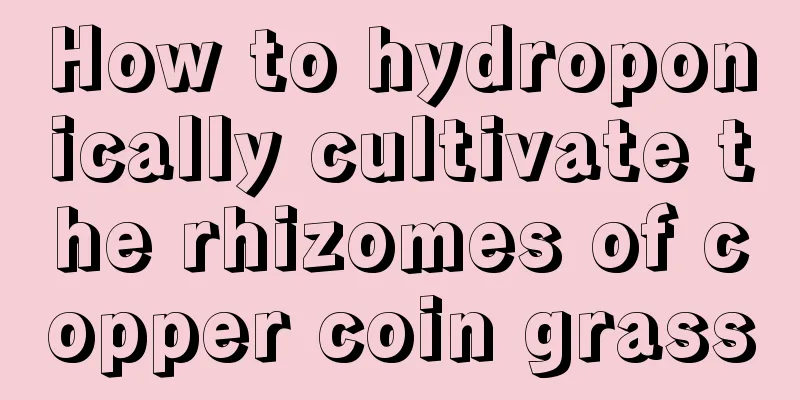 How to hydroponically cultivate the rhizomes of copper coin grass