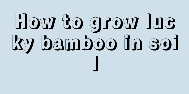 How to grow lucky bamboo in soil