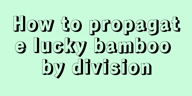 How to propagate lucky bamboo by division