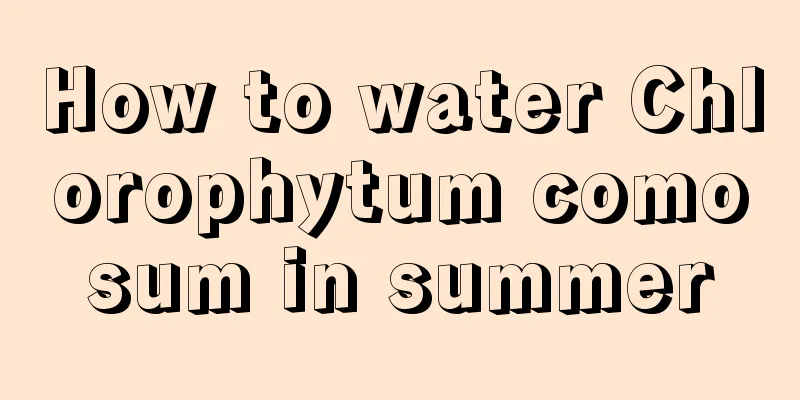 How to water Chlorophytum comosum in summer