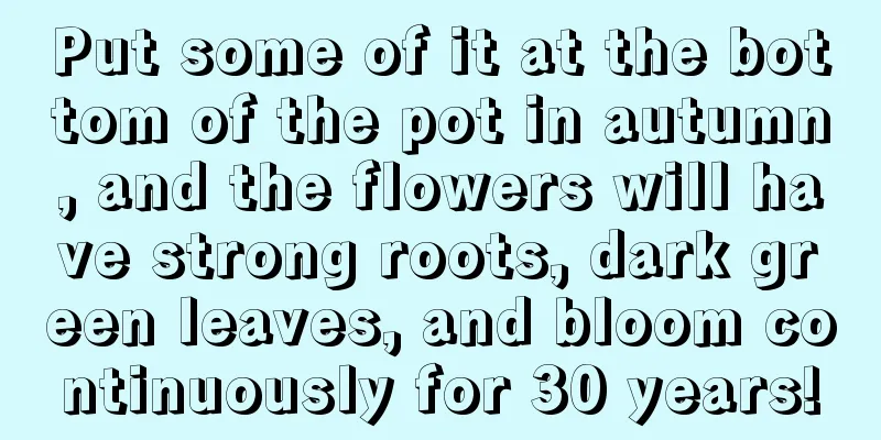 Put some of it at the bottom of the pot in autumn, and the flowers will have strong roots, dark green leaves, and bloom continuously for 30 years!