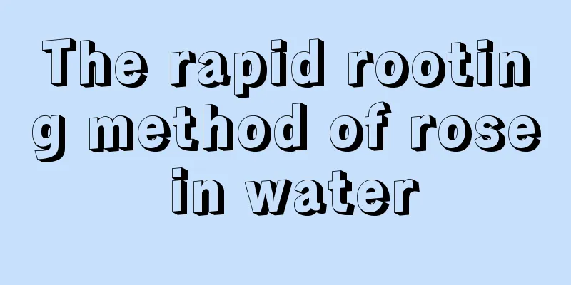 The rapid rooting method of rose in water