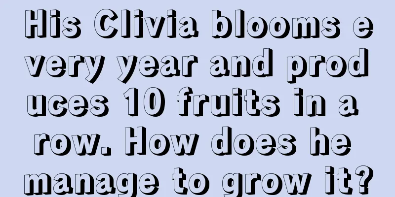 His Clivia blooms every year and produces 10 fruits in a row. How does he manage to grow it?