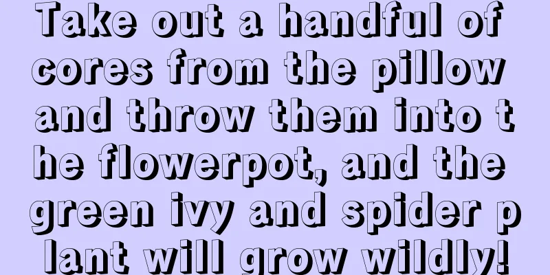 Take out a handful of cores from the pillow and throw them into the flowerpot, and the green ivy and spider plant will grow wildly!