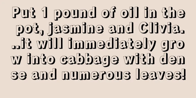 Put 1 pound of oil in the pot, jasmine and Clivia...it will immediately grow into cabbage with dense and numerous leaves!