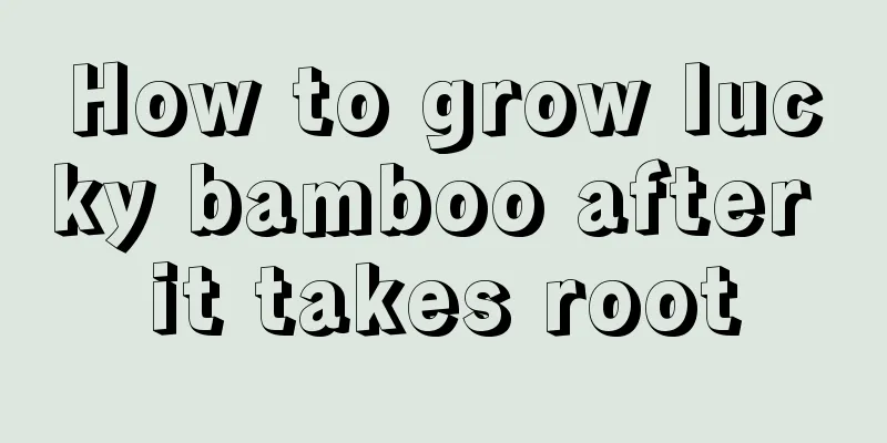 How to grow lucky bamboo after it takes root