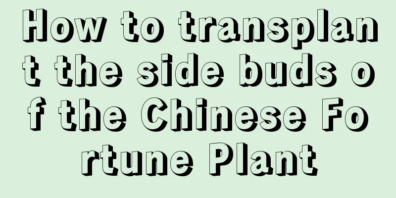 How to transplant the side buds of the Chinese Fortune Plant