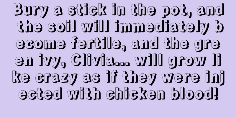 Bury a stick in the pot, and the soil will immediately become fertile, and the green ivy, Clivia... will grow like crazy as if they were injected with chicken blood!