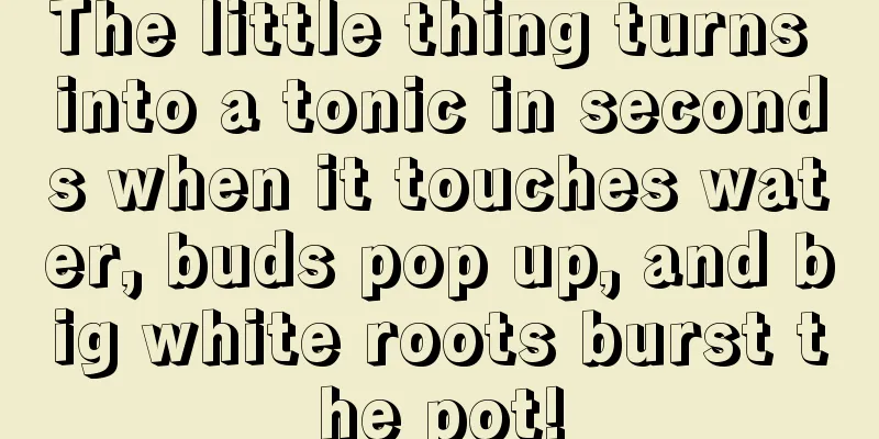 The little thing turns into a tonic in seconds when it touches water, buds pop up, and big white roots burst the pot!