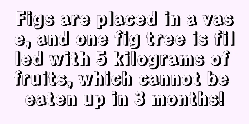 Figs are placed in a vase, and one fig tree is filled with 5 kilograms of fruits, which cannot be eaten up in 3 months!