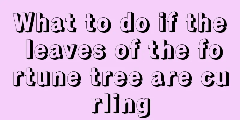 What to do if the leaves of the fortune tree are curling