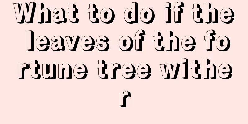 What to do if the leaves of the fortune tree wither