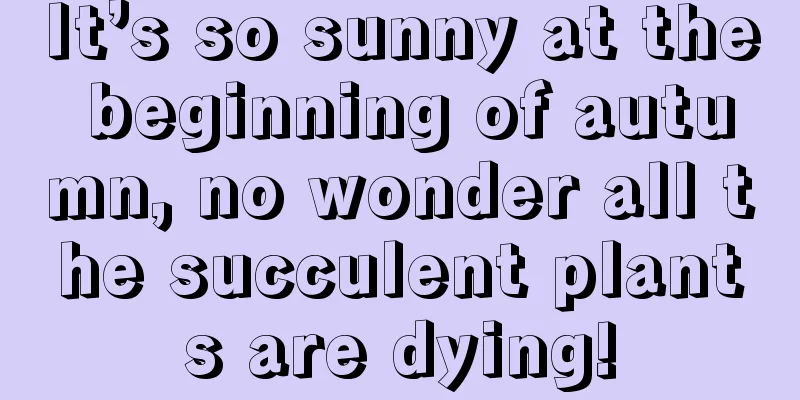 It’s so sunny at the beginning of autumn, no wonder all the succulent plants are dying!