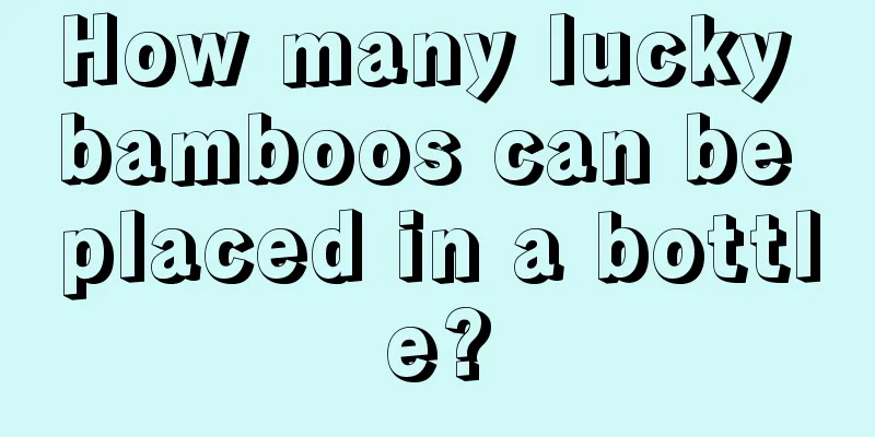 How many lucky bamboos can be placed in a bottle?