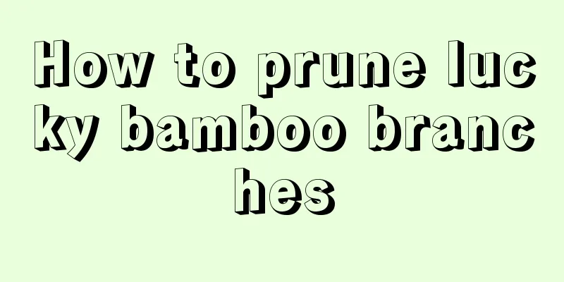 How to prune lucky bamboo branches