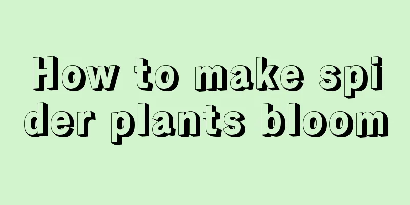 How to make spider plants bloom