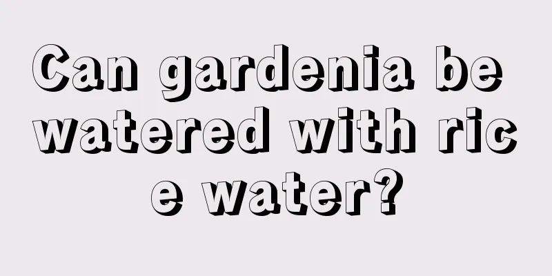 Can gardenia be watered with rice water?