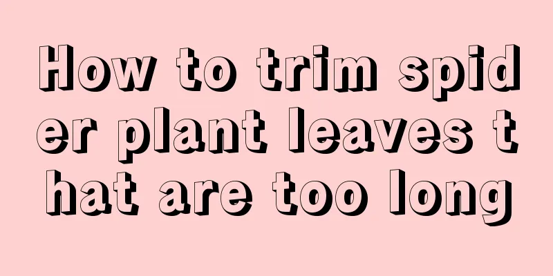 How to trim spider plant leaves that are too long