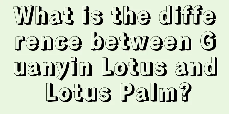 What is the difference between Guanyin Lotus and Lotus Palm?