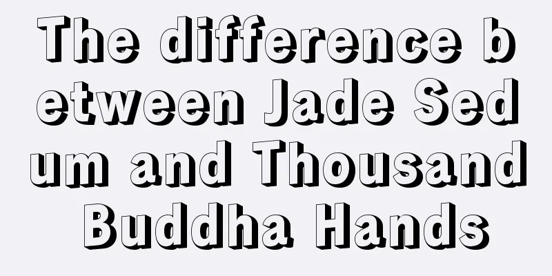 The difference between Jade Sedum and Thousand Buddha Hands