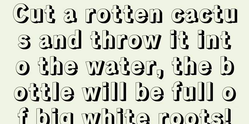 Cut a rotten cactus and throw it into the water, the bottle will be full of big white roots!