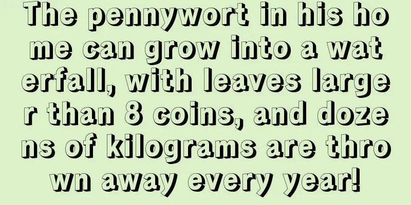 The pennywort in his home can grow into a waterfall, with leaves larger than 8 coins, and dozens of kilograms are thrown away every year!