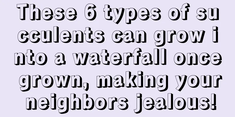 These 6 types of succulents can grow into a waterfall once grown, making your neighbors jealous!