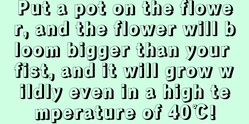 Put a pot on the flower, and the flower will bloom bigger than your fist, and it will grow wildly even in a high temperature of 40℃!