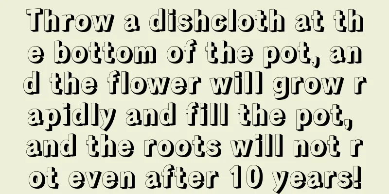 Throw a dishcloth at the bottom of the pot, and the flower will grow rapidly and fill the pot, and the roots will not rot even after 10 years!