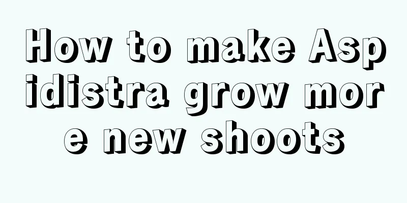 How to make Aspidistra grow more new shoots