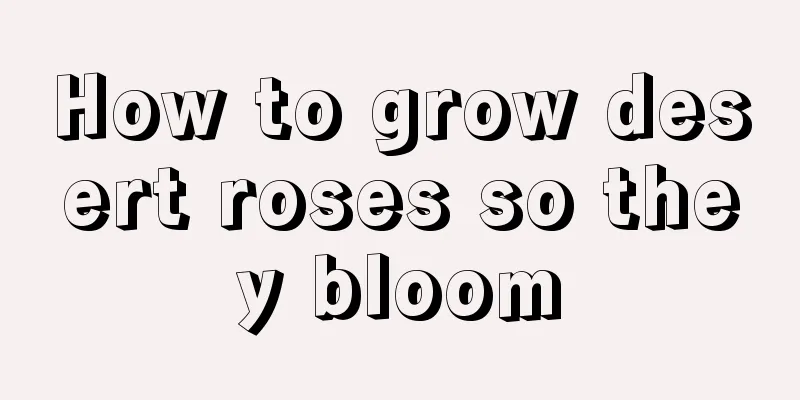 How to grow desert roses so they bloom