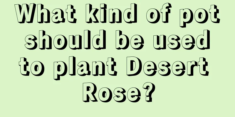 What kind of pot should be used to plant Desert Rose?