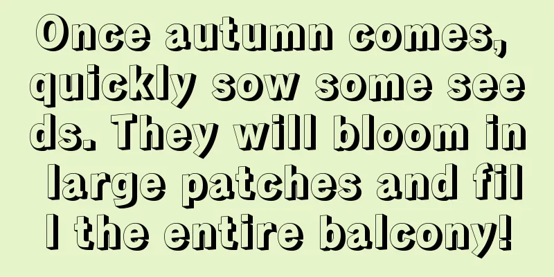 Once autumn comes, quickly sow some seeds. They will bloom in large patches and fill the entire balcony!