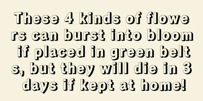 These 4 kinds of flowers can burst into bloom if placed in green belts, but they will die in 3 days if kept at home!