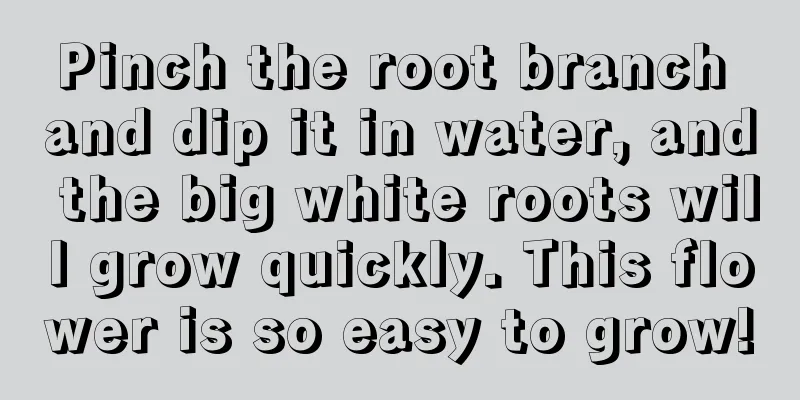 Pinch the root branch and dip it in water, and the big white roots will grow quickly. This flower is so easy to grow!