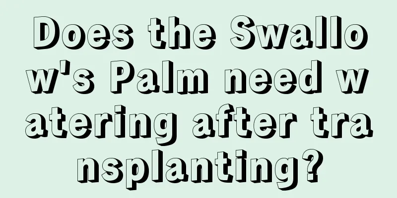 Does the Swallow's Palm need watering after transplanting?