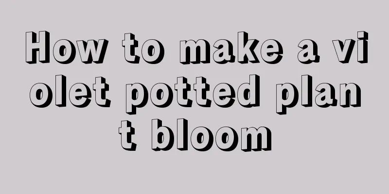 How to make a violet potted plant bloom