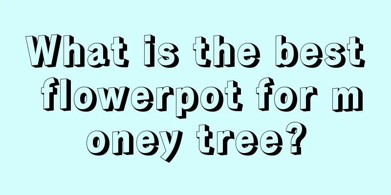 What is the best flowerpot for money tree?