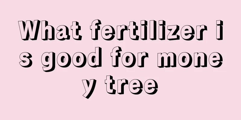 What fertilizer is good for money tree