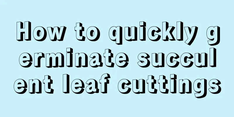 How to quickly germinate succulent leaf cuttings