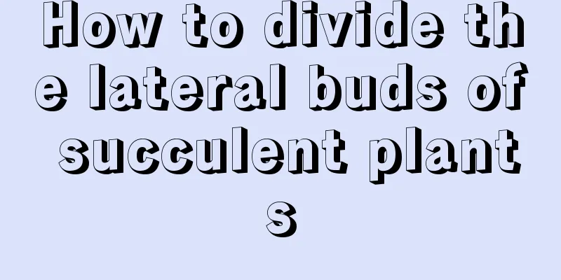 How to divide the lateral buds of succulent plants