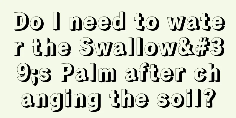 Do I need to water the Swallow's Palm after changing the soil?