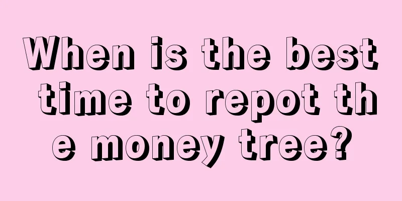 When is the best time to repot the money tree?