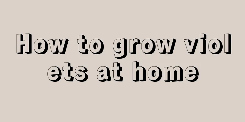 How to grow violets at home