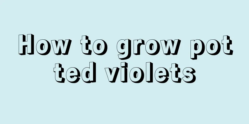 How to grow potted violets