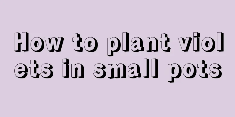 How to plant violets in small pots