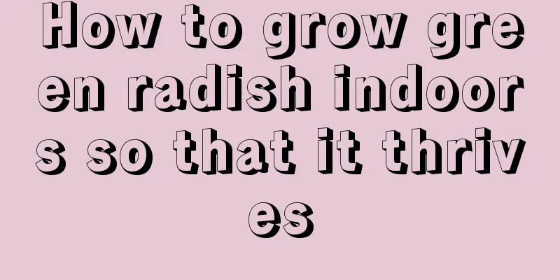 How to grow green radish indoors so that it thrives