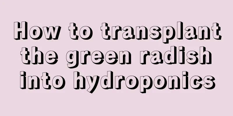 How to transplant the green radish into hydroponics