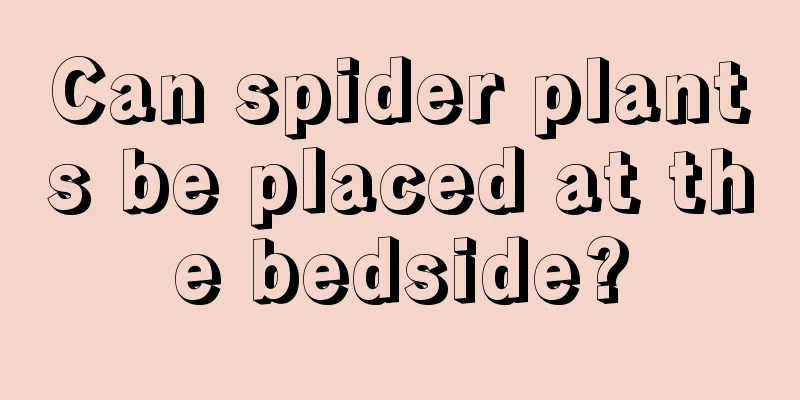 Can spider plants be placed at the bedside?